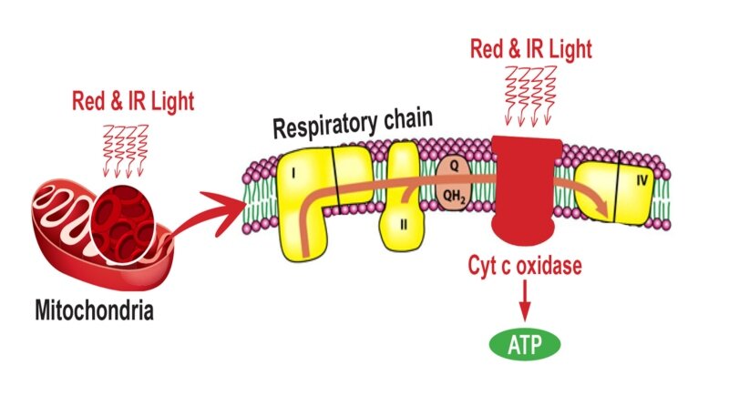 Enhance cellular energy production (ATP) in mitochondria
