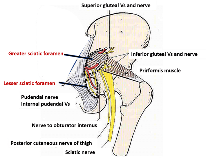 Structures passing through Greater Sciatic Notch