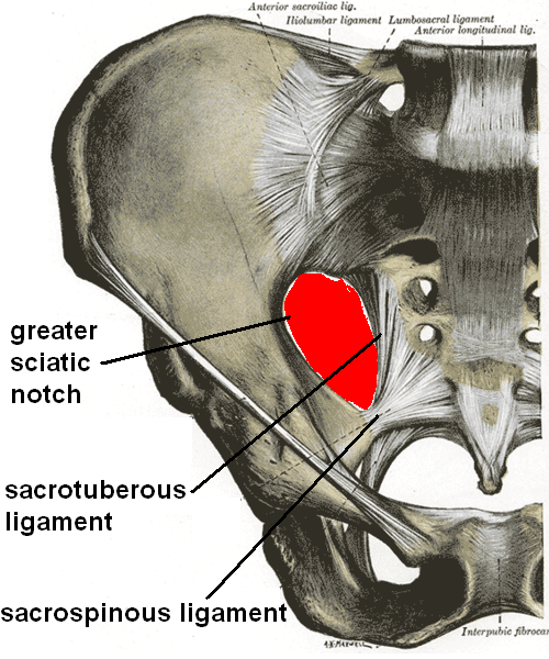 where is the greater sciatic notch