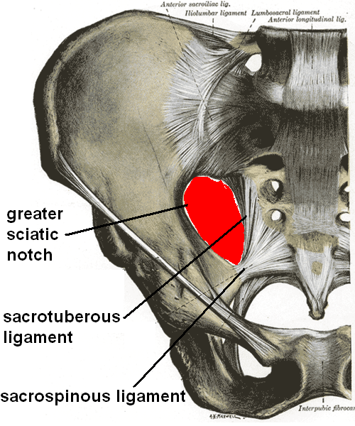 Where is the Greater Sciatic Notch? - MED CARE LINE