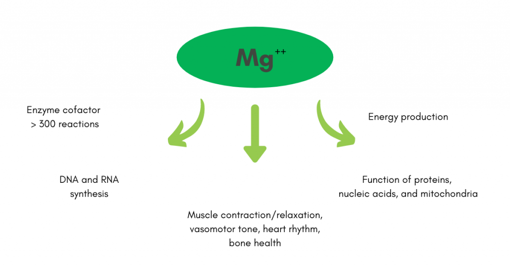 Role in muscle function and relaxation